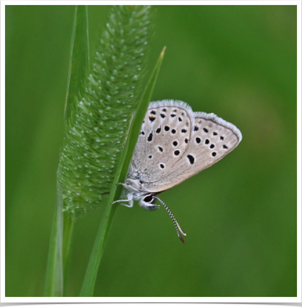 Greenish Blue